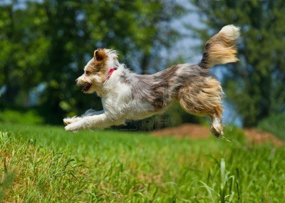 9777029-jumping-dog